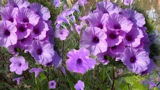 Tanaman Hias Aurelia Bunga Terompet Berwarna Ungu Mekar Cantik Di Tanam Pinggir Kolam