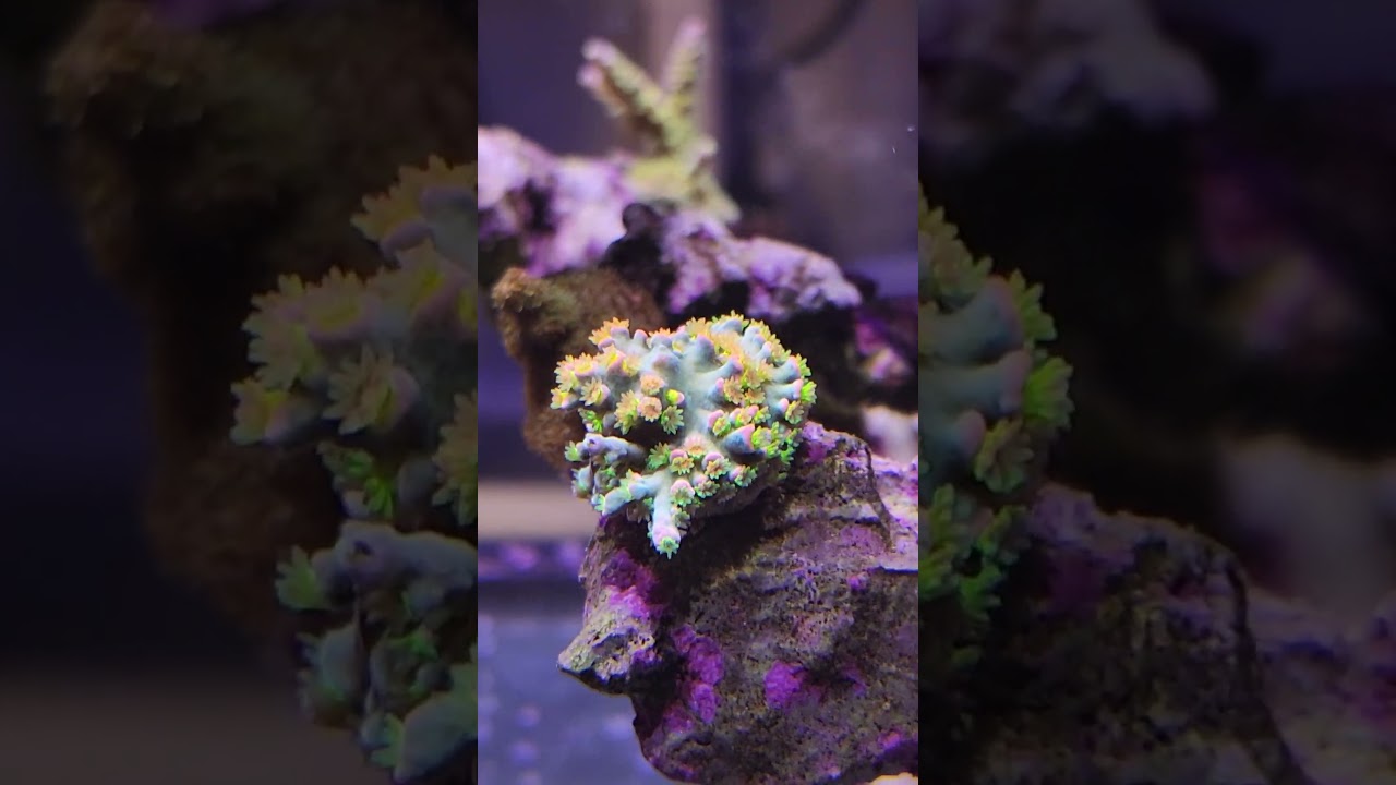 Homewrecker Acropora