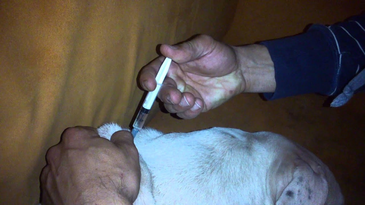 Iniezione sottocutanea cane - Dogo Argentino (terapia leishmaniosi)