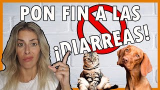 DIARREAS EN PERROS Y GATOS | ¿QUÉ puedes HACER TÚ?✅