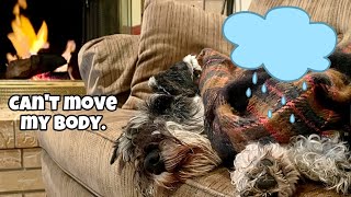 How Dogs Cope in Winter | Schnauzer & Maltese Deal With California Storm Weather by Scotty the Schnauzer 3,175 views 1 year ago 4 minutes, 21 seconds