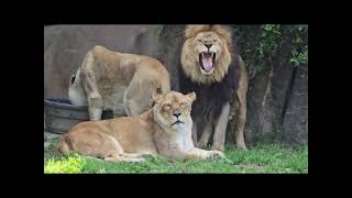 African Lions 🦁 looks happy 느긋하게 시간을 보내고 있는 멋진 사자님들 🥰 🇺🇸 Memphis Zoo ❤️