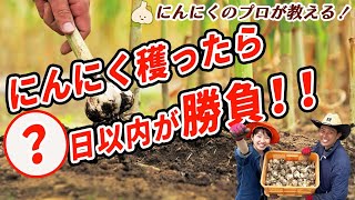 有機栽培のプロが教えるニンニク収穫から乾燥まで【根切り・茎切り】