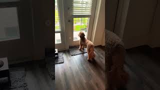 Good morning doorbell.  #dog #puppy #cute #minigoldendoodles #goldendoodle #funny #trending