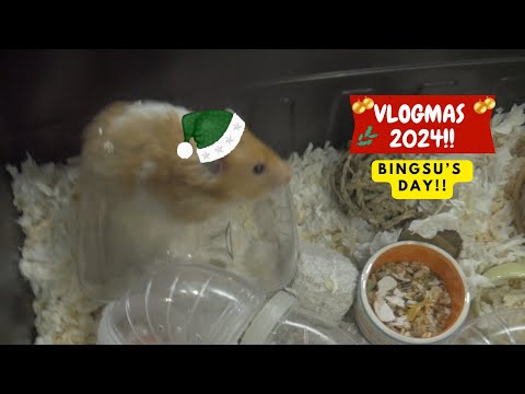 HAMSTERMAS '24 DAY 2: Meet Bingsu, The Eldest Daughter of Buko's Hamster Pups!!