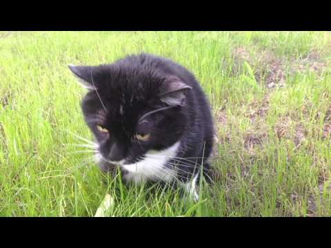 Funny cat vomiting