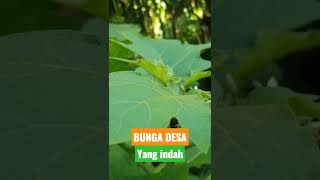 Download Lagu Bunga Desa | Rural Life in Indonesia MP3
