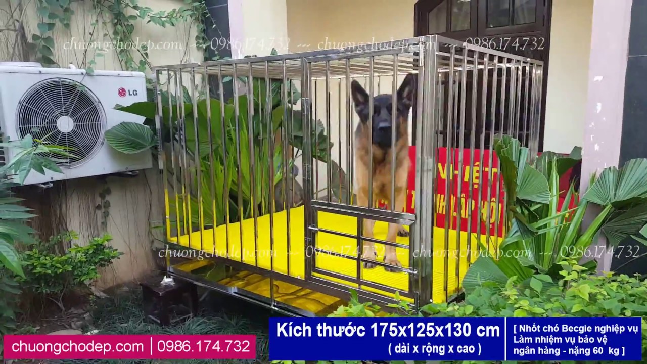 Chuồng Chó Inox | Chuồng Nhốt Chó Becgie nặng 60 kg KT 175x125x130cm