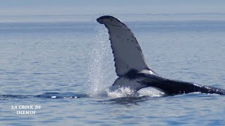 Observation de Baleines en Zodiac sur le Fleuve St-Laurent