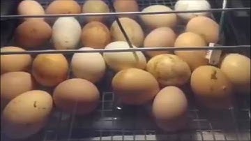 Incubadora de huevos casera automática con Arduino.