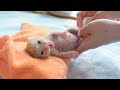 【生後8~10日】初めてのうん〇で大騒ぎする赤ちゃん猫