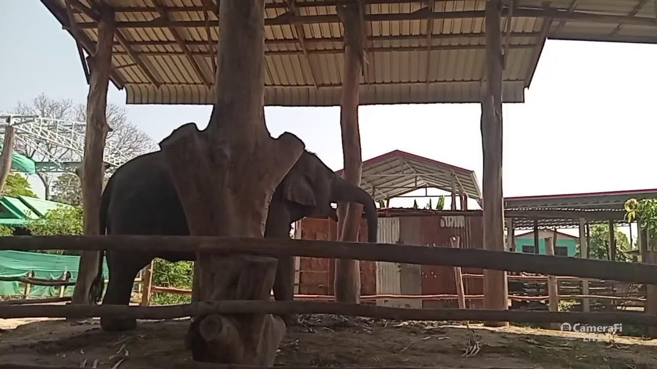 อาหารช้างราคาส่ง ส่งทุกที่🐘🙏🍉🌽🍌🌿🎊