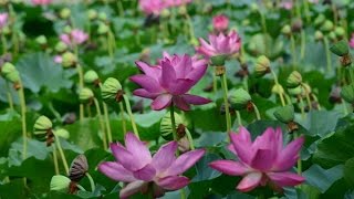 Lotus Flower - Hoa Sen