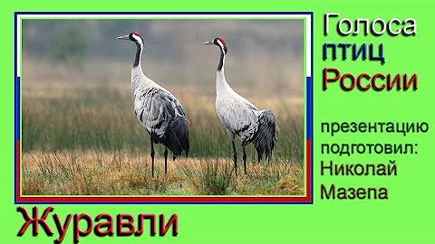 Журавли. Голоса птиц России