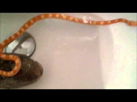 camera iphone 8 plus apk TUTO : prendre un bain a ses reptiles