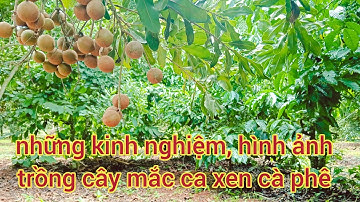 cây mắc ca trồng xen cà phê cụ thể một số kinh nghiệm và hình ảnh cụ thể của người nông dân. (p34)