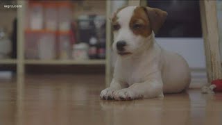 BBB warns of rise in online puppy scams