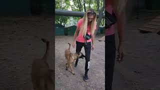 The Malinois follows the owner's commands. Training of service dogs. Malinois Mirra. by МИЛЫЕ ПИТОМЦЫ CUTE PETS 575 views 4 months ago 1 minute, 14 seconds