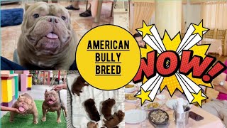 TIPS for your American Bully | Jason Dilig of VAK / Titan Bullies | Lil Woozy | TopBullyTV Ep 1
