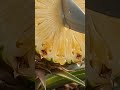 Ultra Realistic Pineapple Cutting ASMR 🍍🔪 Satisfying Fruit Slicing Sounds #Shorts