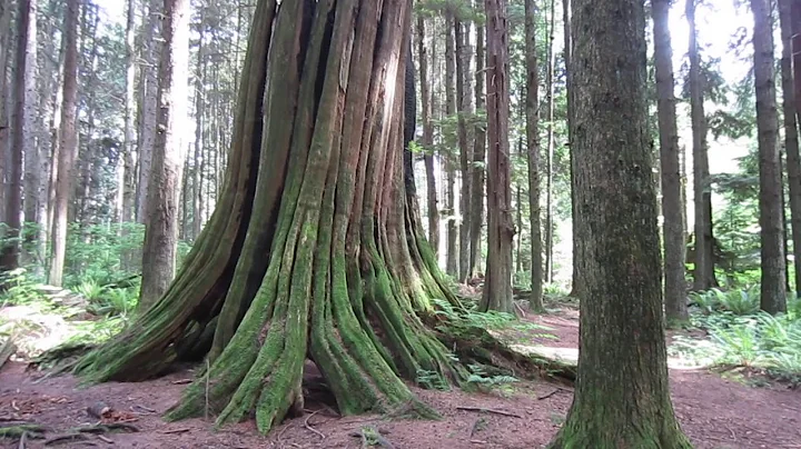 Stanley Park Forest
