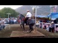 expo  cd altamirano concurso de caballos bailadores 2013