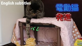 電動猫おもちゃに対する猫の反応が可愛い