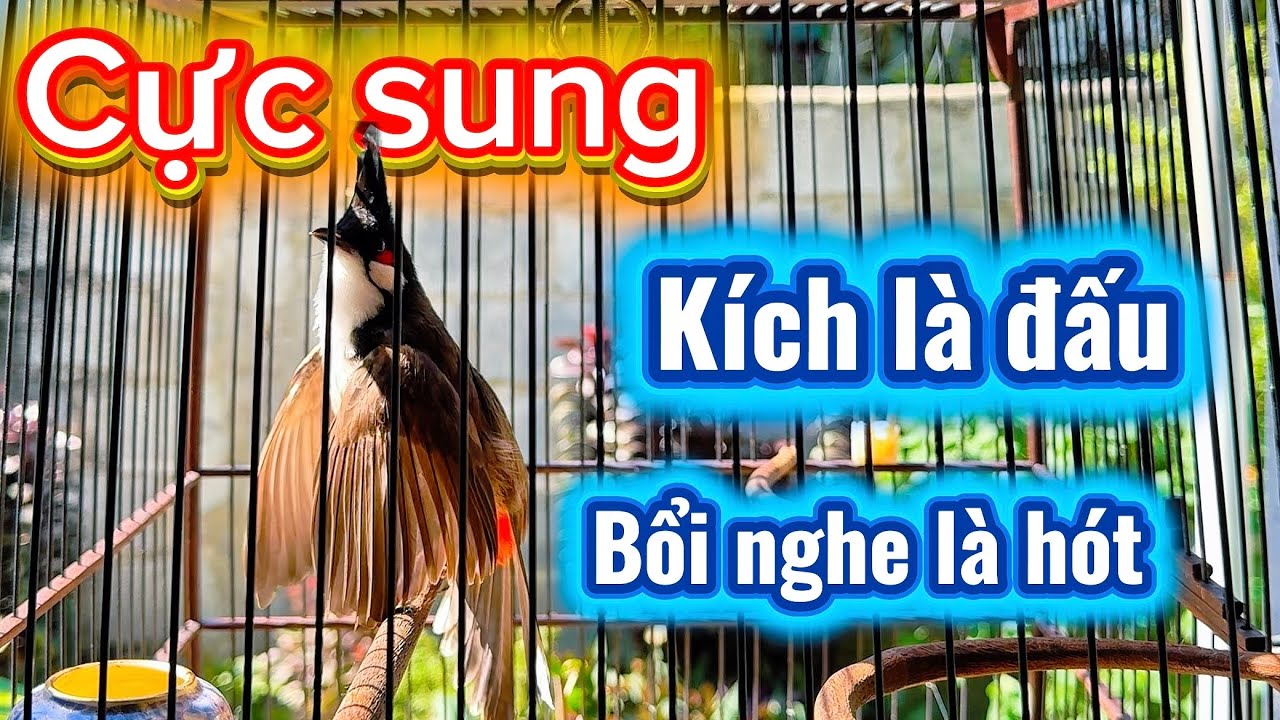 Vlog 42 : Chào mào kích bổi hót , Luyện giọng chào mào hót đấu , Kích chào mào căng lửa 