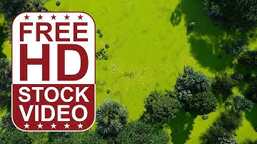 Free Stock Videos – grass, trees palms top view 3D animation