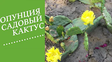 ОПУНЦИЯ- КАКТУС . КОТОРЫЙ ЗИМУЕТ!!!