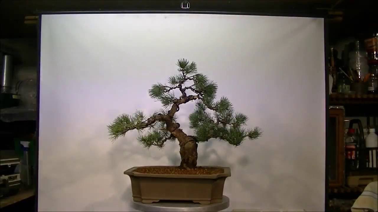 Pinus Parviflora Styling