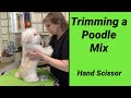 How I groom a Poodle mix