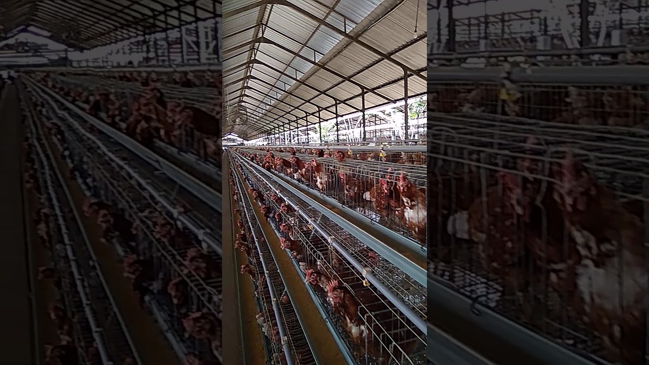Peternakan ayam petelur 
