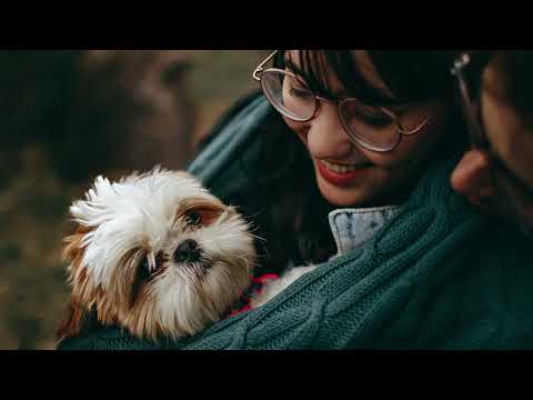 Vídeo: Você tem a mesma personalidade do seu cachorro?