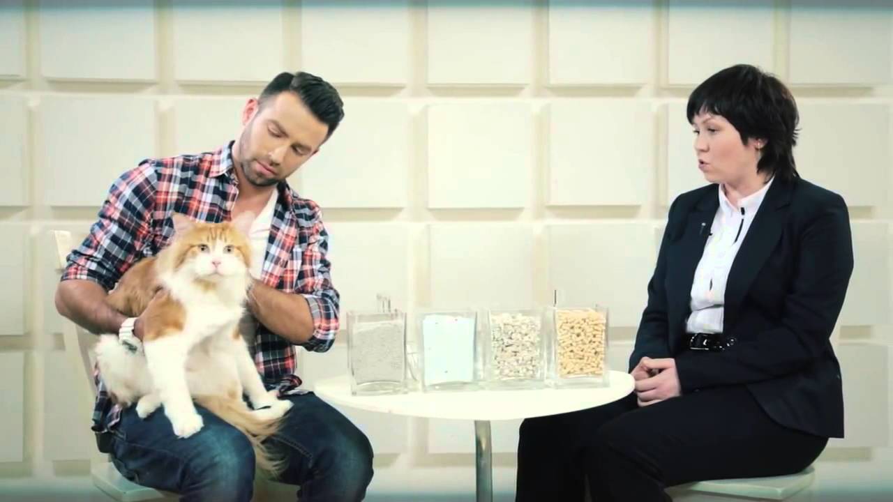 Как выбрать наполнитель для кошачьего туалета