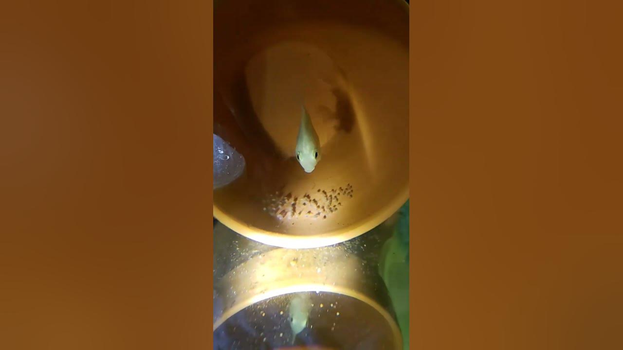 Platinum parrot cichlid eggs hatching youtube