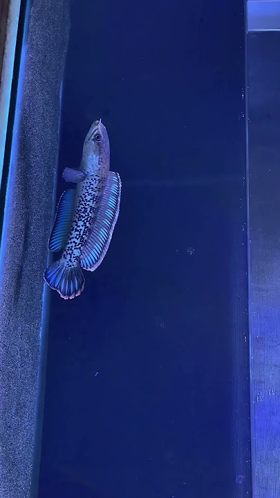 unboxing channa stewarti full dot rim tebal #stewarti #channastewartii #fish