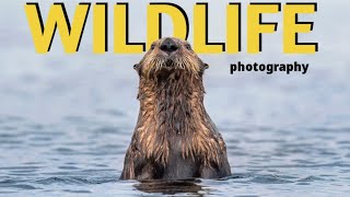 WILDLIFE PHOTOGRAPHY of Grizzly Bears, Whales, Sea Otters, Orcas and more | NIKON Z9