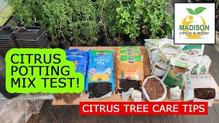 6 Month Citrus Potting Mix Experiment - Long term grow test with 511 Mix & Box Store Mixes Pt. 1