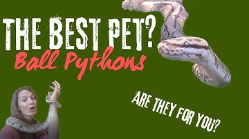 Ball Python Care Guide