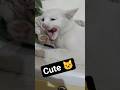 The cat is cleaning itself😾#cat#shortvideo#cutecat#kitten #palwashahouse #foryou #viral