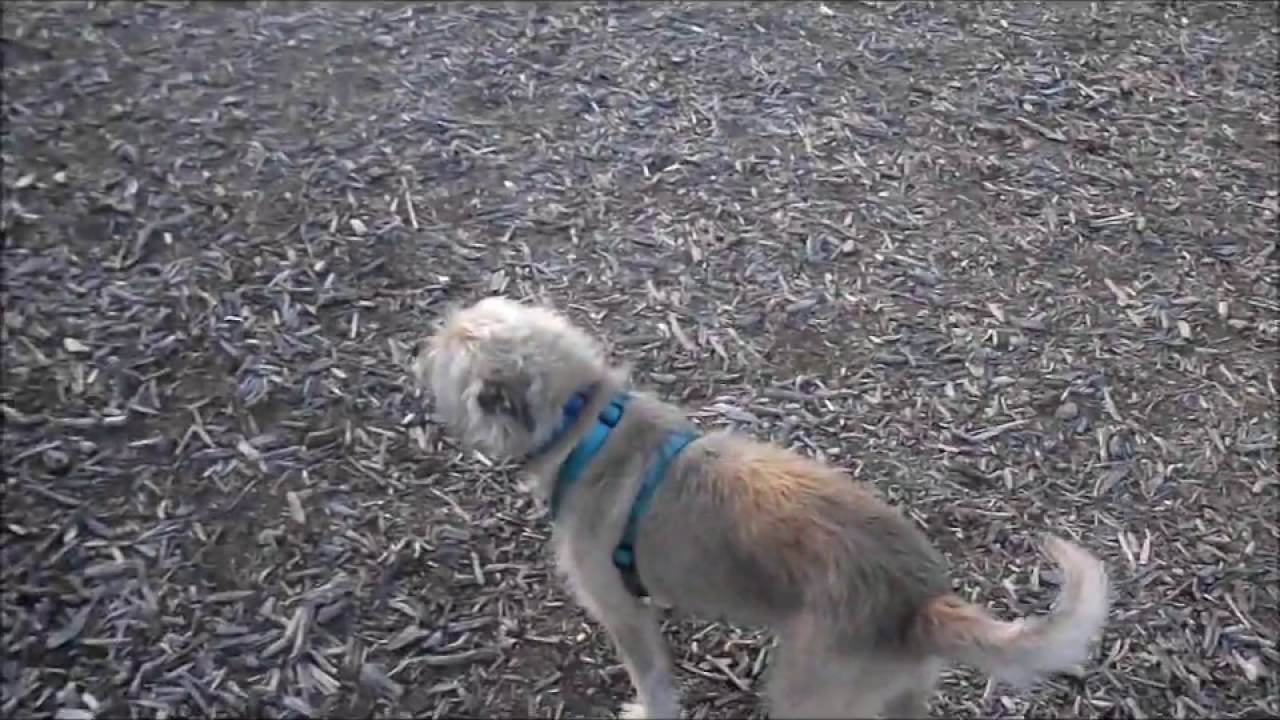 Brussels Griffon Mix Meets German Shorthair Pointers Youtube