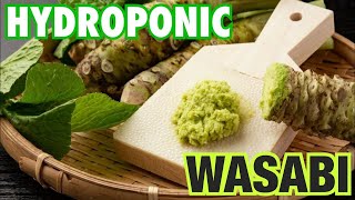 Growing Hydroponic Wasabi