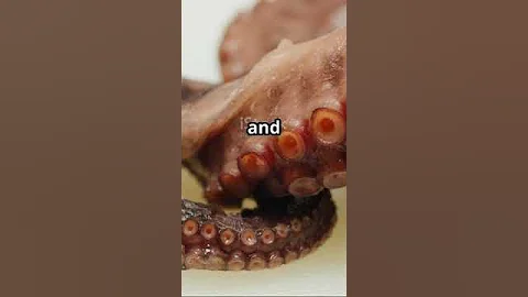 Why Octopuses Have 9 Brains and 3 Hearts #facts #animalhumor #animals #animallife #nature #funny