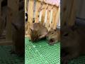 First Time Catching a Capybara Scratching with Its Foot: Super Cute Reaction! #capybara