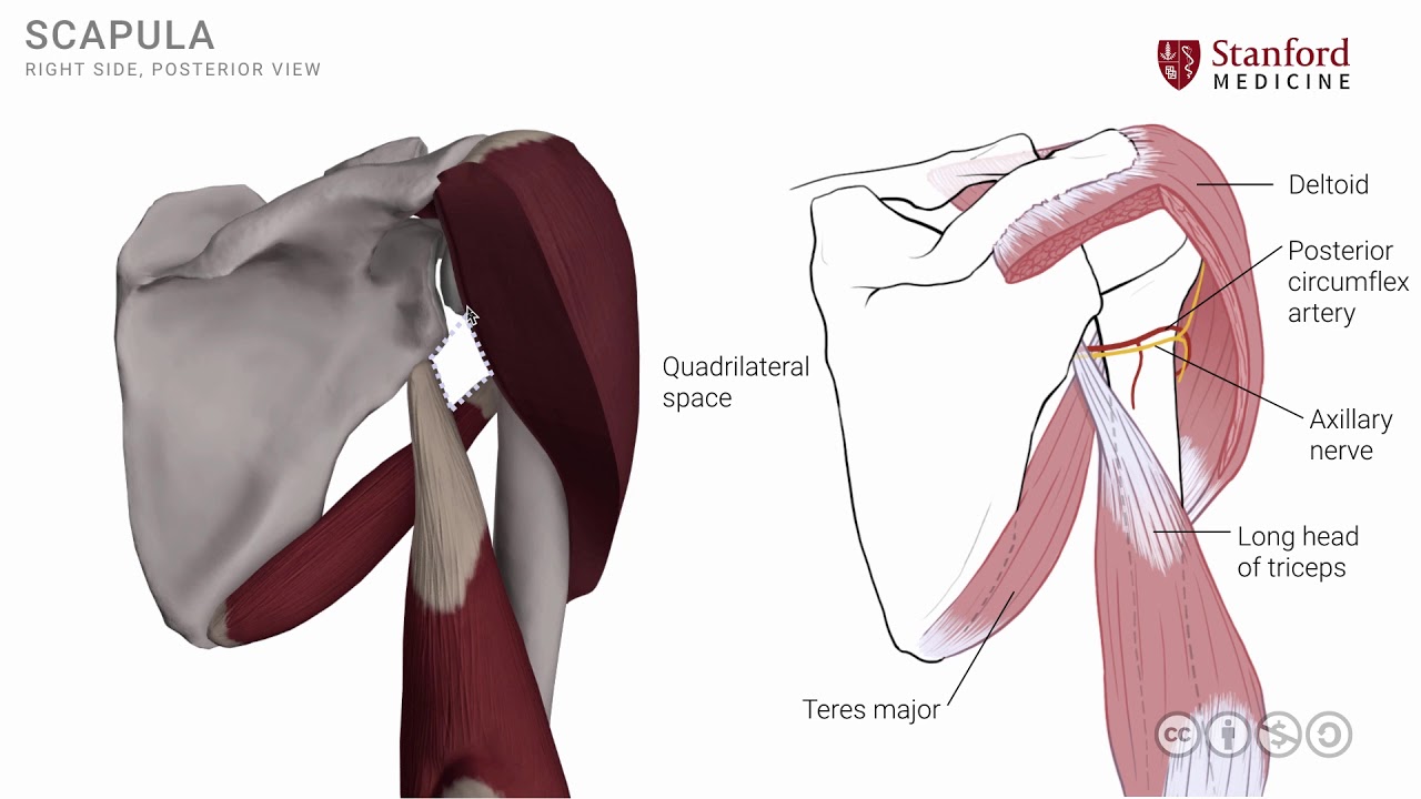 shoulder muscles anatomy