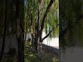 Sonido Brisa Arboles 🍃 Sound of Breeze in Trees #Shorts #NatureSounds #RelaxingBreeze