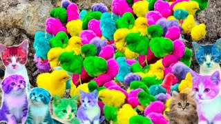 Tangkap Ayam Lucu, Ayam Warna Warni, Ayam Rainbow Gokil, Kelinci, Bebek, ikan hias, Animal Cute 336 by Rumah Sato  5,704 views 5 months ago 6 minutes, 32 seconds