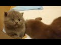 Scottish Fold Kittens First steps, Learning To Walk, And Play