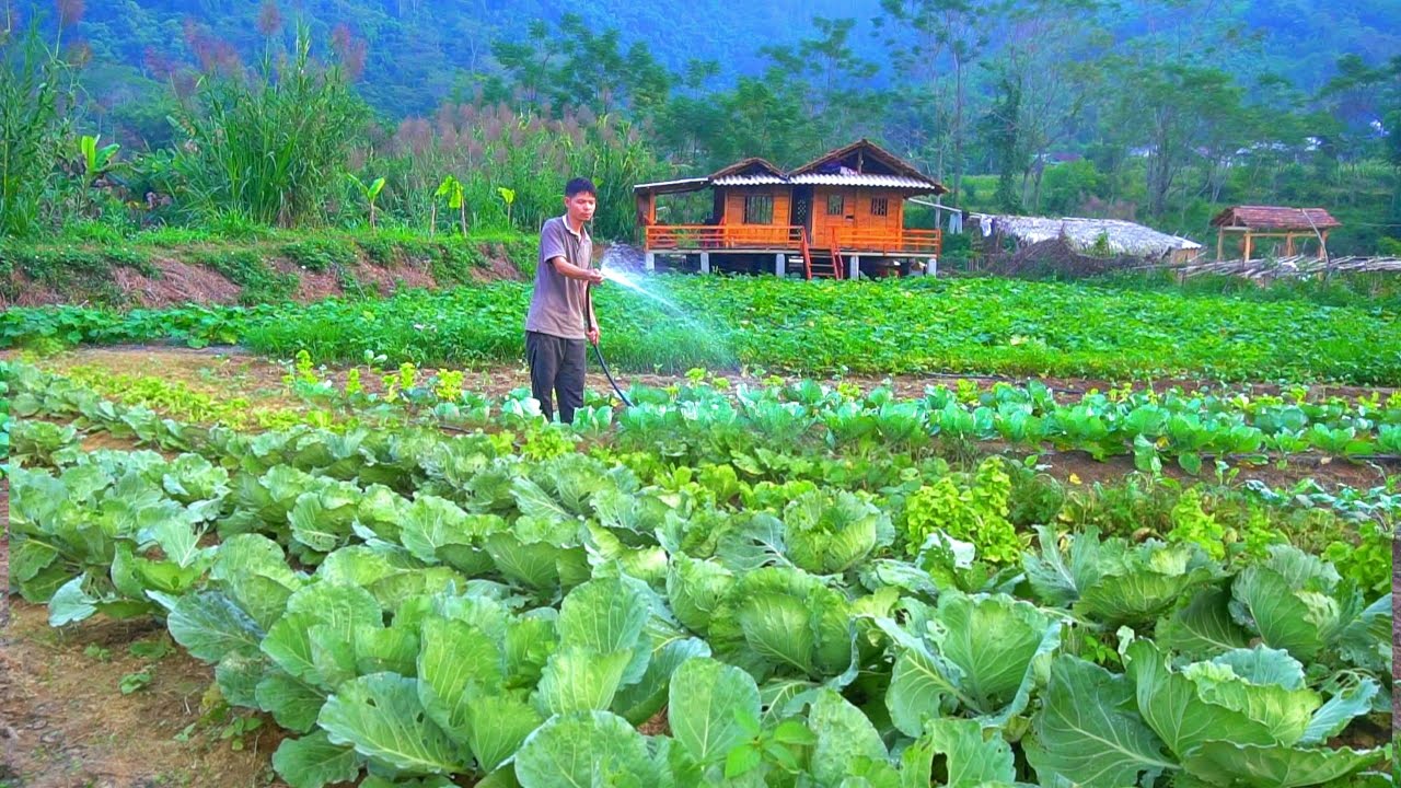 DAY 65 in the safe zone KONG's garden grew rapidly. A bountiful